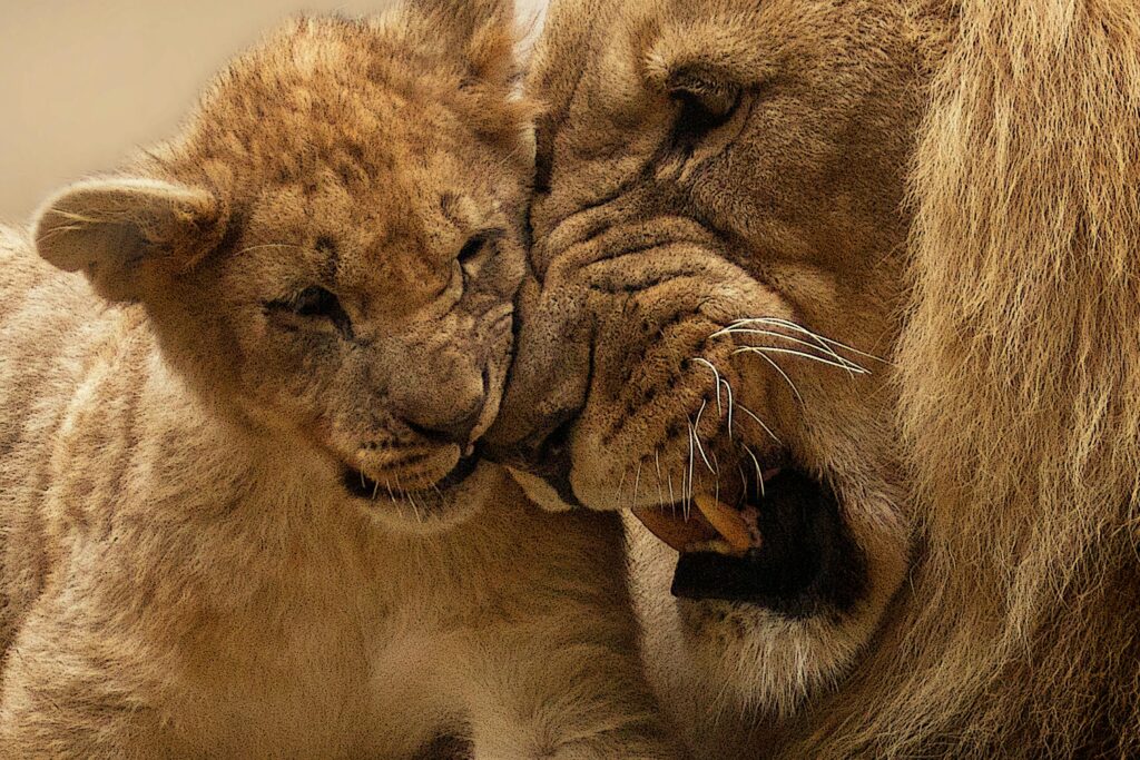 Tender moment shared between a lion and its cub, showcasing the familial bond in the wild.