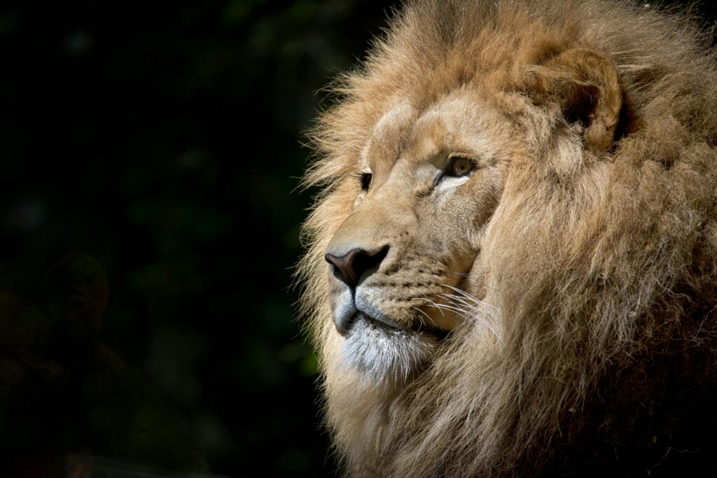 Close-up of a lion basking in the sunlight, showcasing its majestic mane and fierce expression.